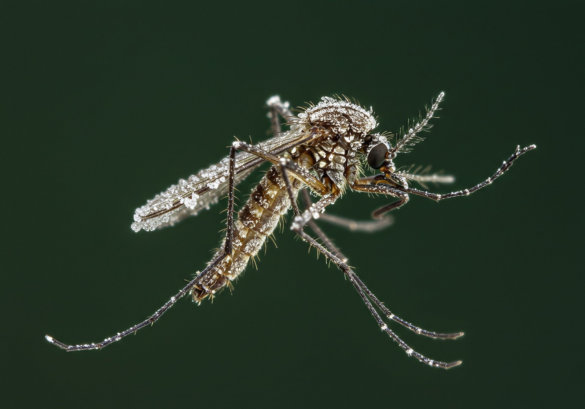 Dengue in 2025: Latest Breakthroughs in Symptoms, Treatment & Vaccines - Dengue fever vaccine