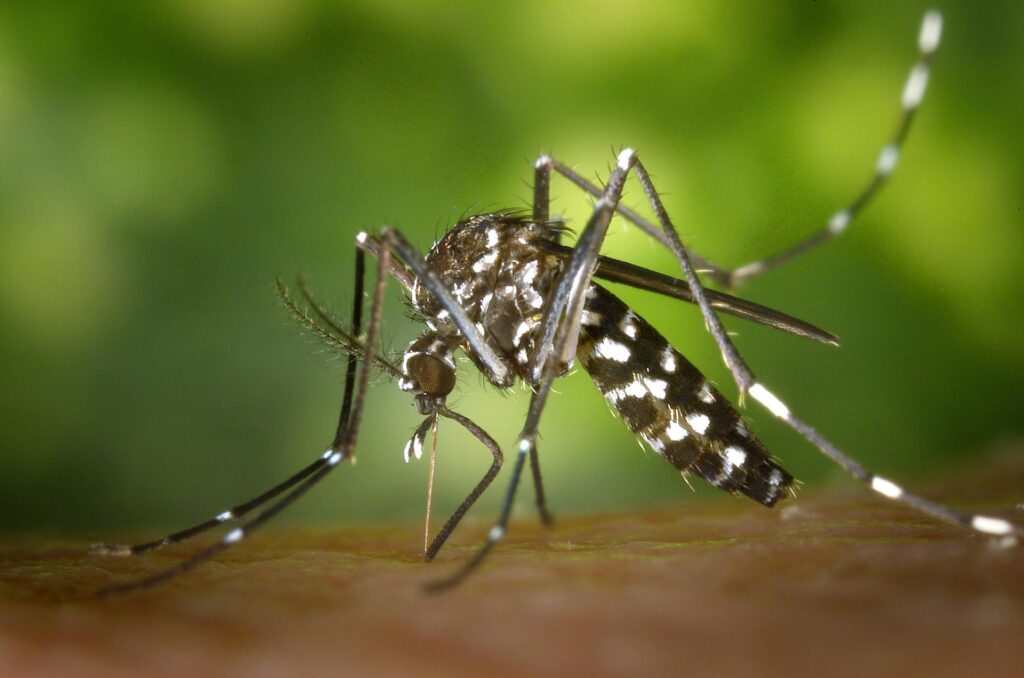 Dengue in 2025: Latest Breakthroughs in Symptoms, Treatment (Dengue Fever Vaccine)